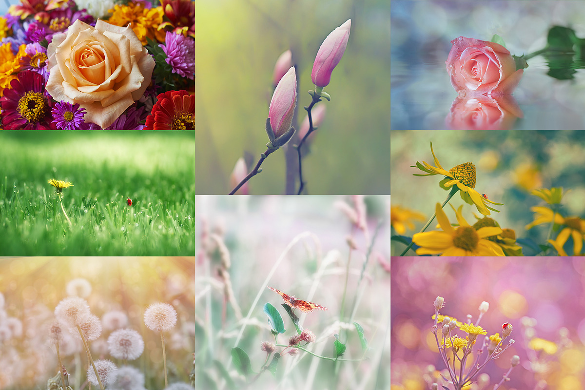 Flower collection 100 photos, a Nature Photo by Vladimir Kazimirov (Photo 2 of 14)