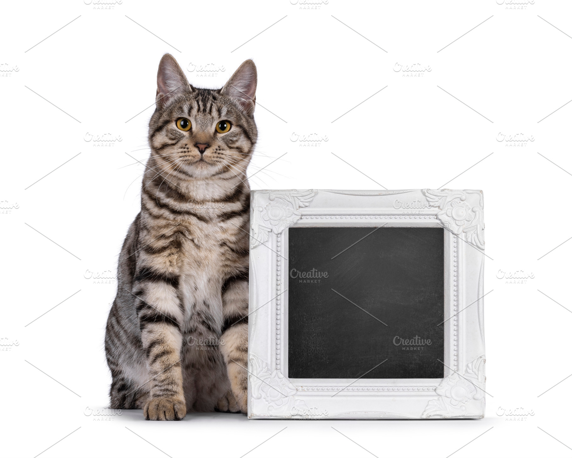 Kurilian Bobtail cat on white, an Animal Photo by Cat'chy Images by Nynke