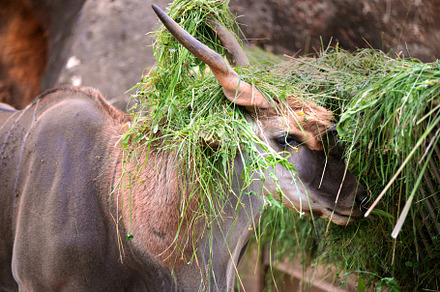 Eland antelope with a grass hat in a, an Animal Photo by Perpis