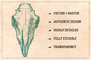 125 Vintage Animal Bones (Vector), an Animal Illustration by Brigantine Designs (Thumbnail 2 of 9)