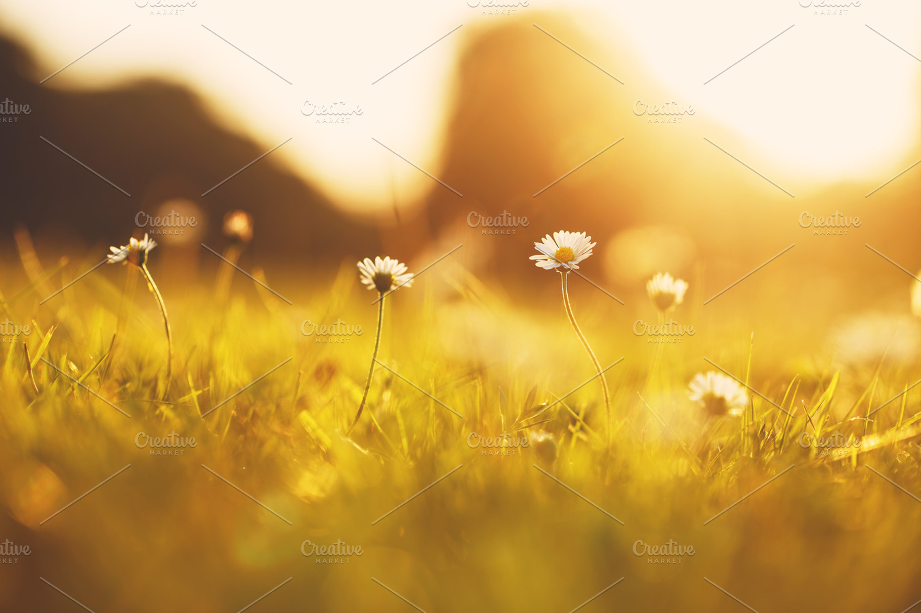 Many meadow chamomile on sunny background in autumn field featuring outdoor, a Nature Photo by Nature photos