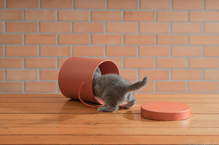 Little gray kitten plays