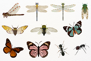 Watercolor Insects Clipart Set