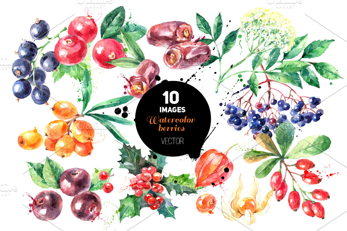 Watercolor Berries Vector Set 2, a Food Illustration by Elena Pimonova (Photo 1 of 4)