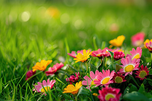 Different and colorful flowers in green grass, a Nature Photo by AlyaAnd