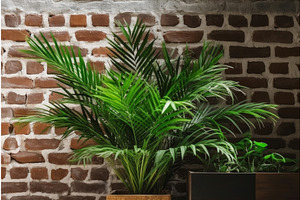 Tropical Green Plant. Generate Ai