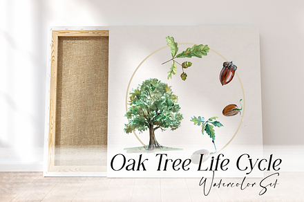 Oak Life Cycle Clip Arts and Print