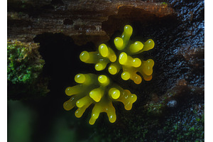 Coral slime mold - Ceratiomyxa, a Nature Photo by Lukas Jonaitis SHOP