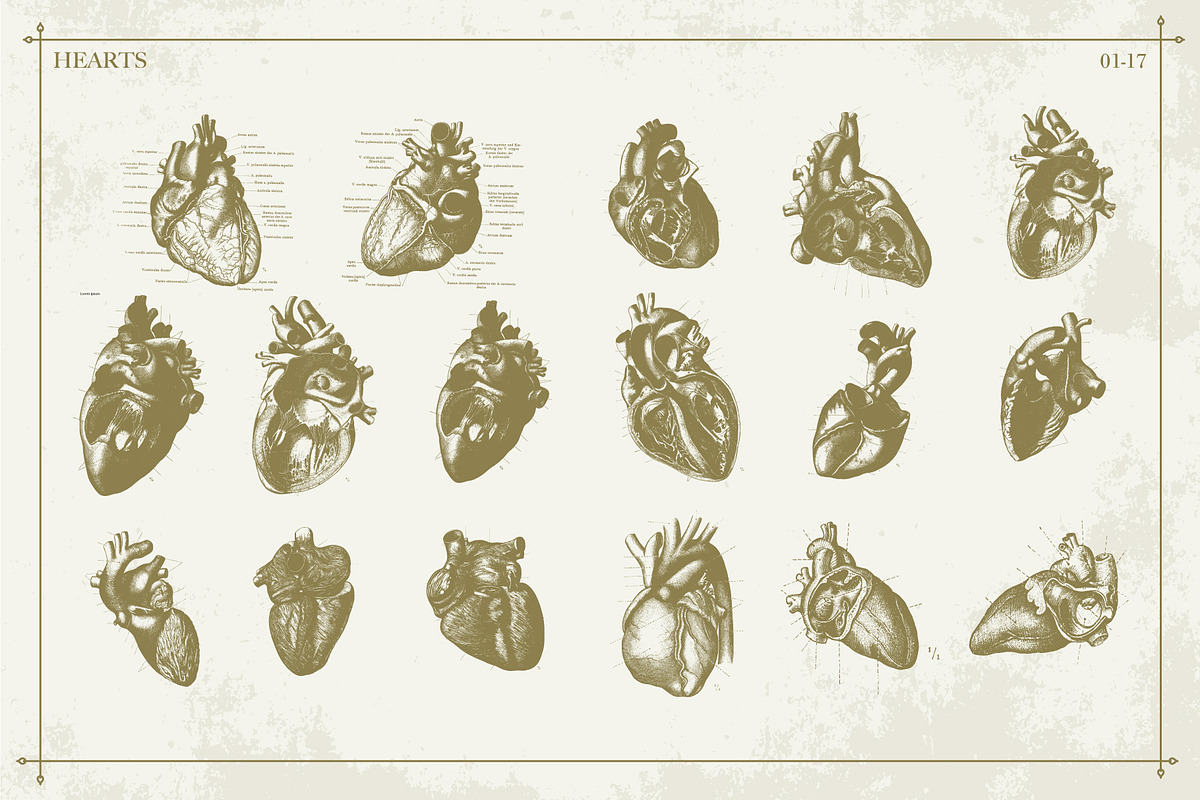 100+ Vintage Anatomy Vectors, a Healthcare Illustration by Shizzle Stock (Photo 11 of 20)
