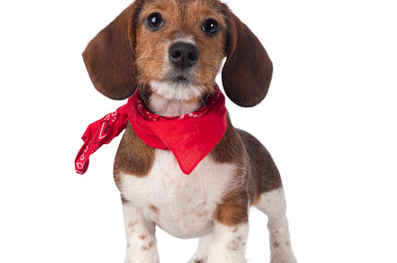 Piebald dachshund pup on white background, an Animal Photo by Cat'chy Images by Nynke