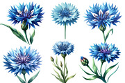 Watercolor Blue  Cornflower Clipart, an Illustration by Designworld (Thumbnail 3 of 6)