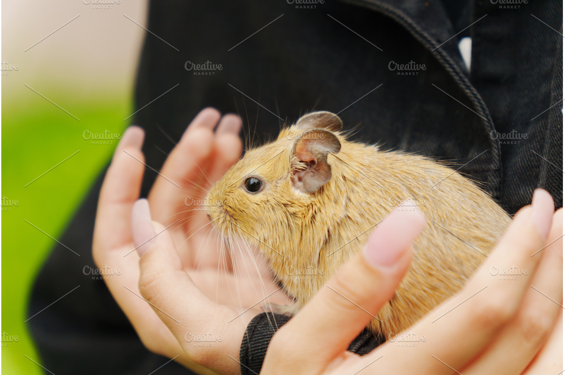 A lively pet squirrel sits, an Animal Photo by darksoul72