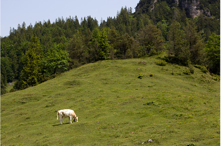 Cow grazes on green hillside