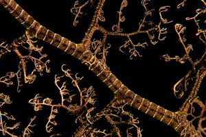 soft coral