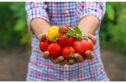 Male farmer harvests tomatoes in the, a Food & Drink Photo by yanadjana