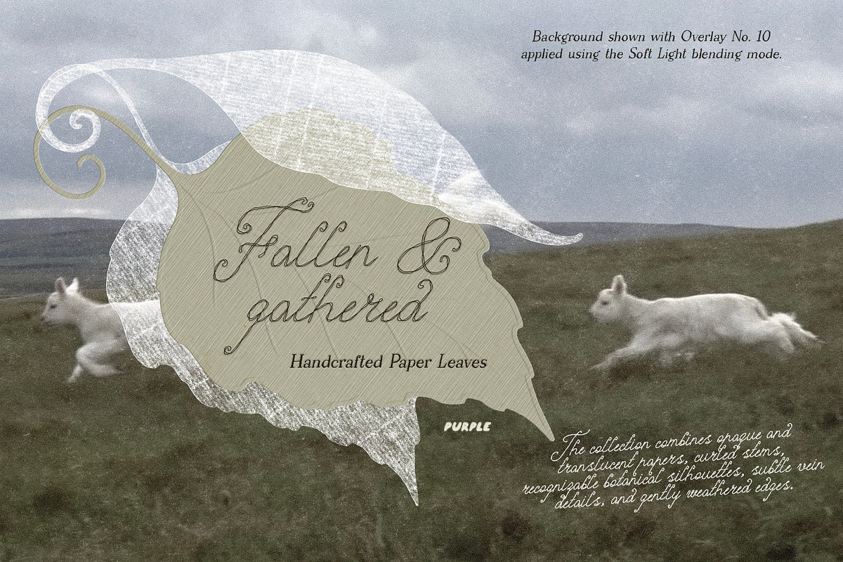 Fallen & Gathered Paper Collage, an Object Graphic by Purple (Photo 2 of 13)