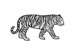 Walking Tiger Sketch Vector