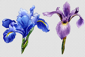 Wildflower Olorful Iris PNG Set