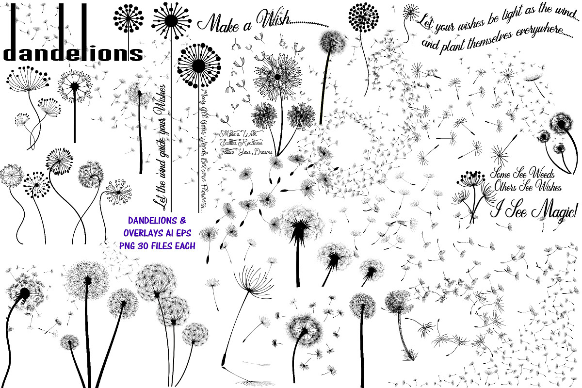 Dandelions & Overlays AI EPS PNG, an Illustration by FrankiesDaughtersDesign (Photo 1 of 6)