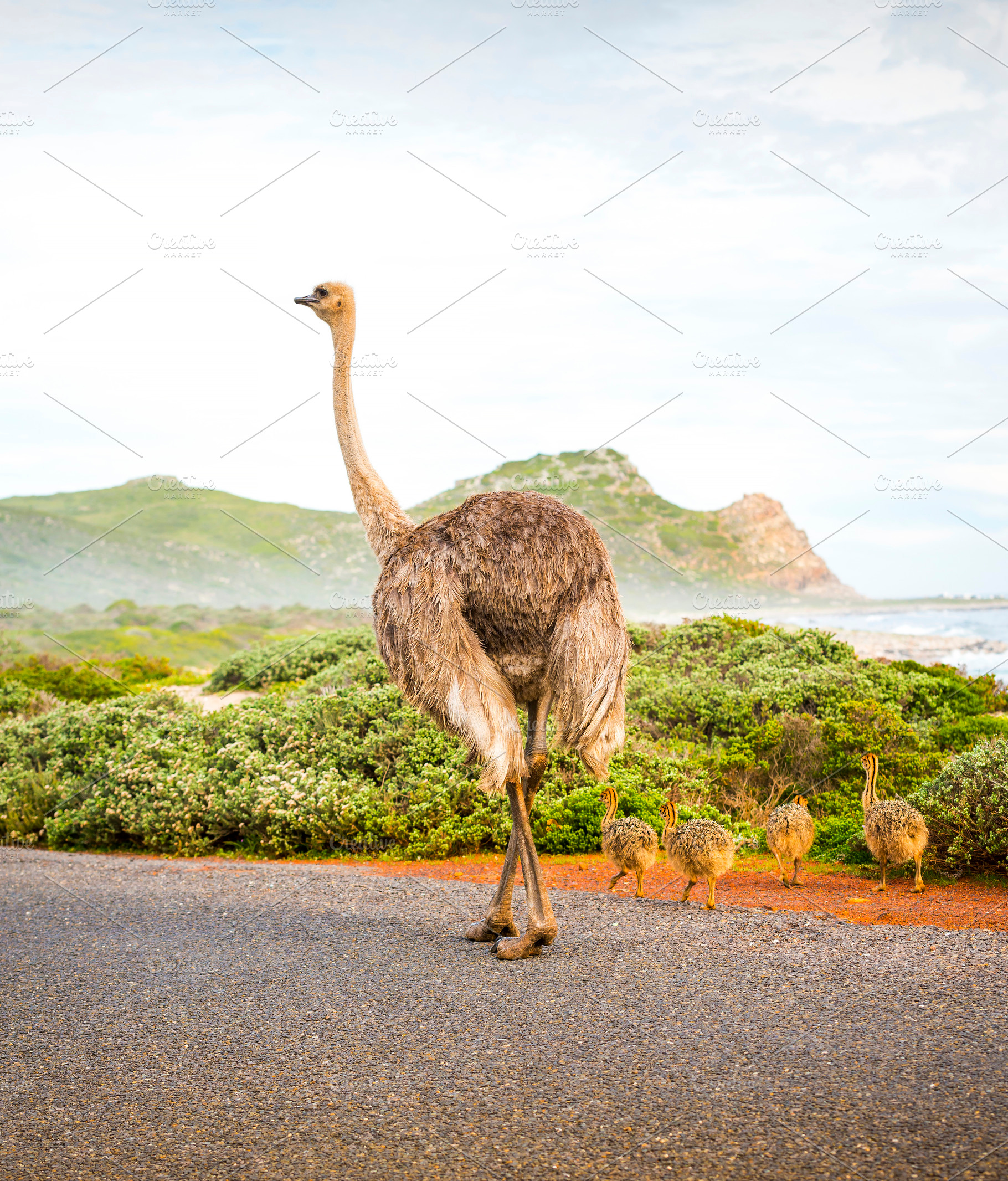 Ostrich With Young, an Animal Photo by THP Creative