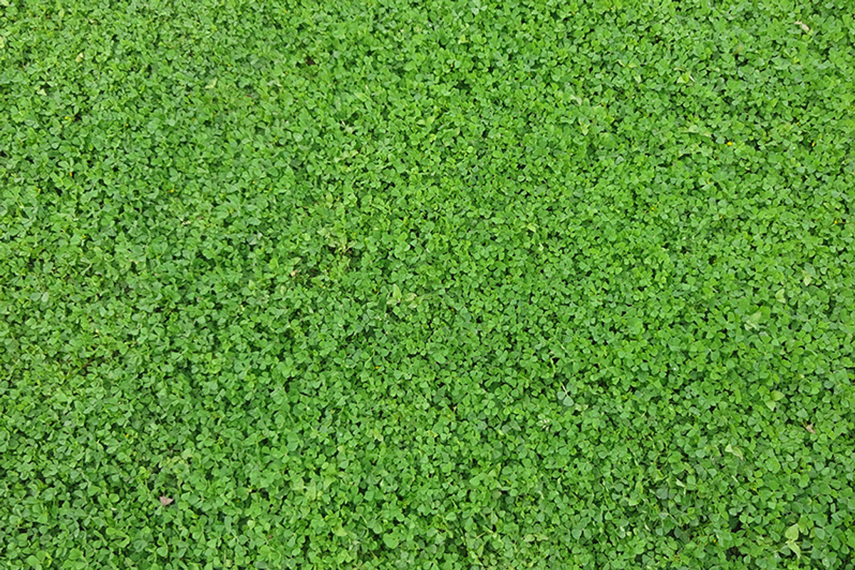 20 Grass Textures Background Pack preview 2