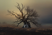 48 Dying Tree Images, a Nature Photo by h.utomo (Thumbnail 32 of 48)