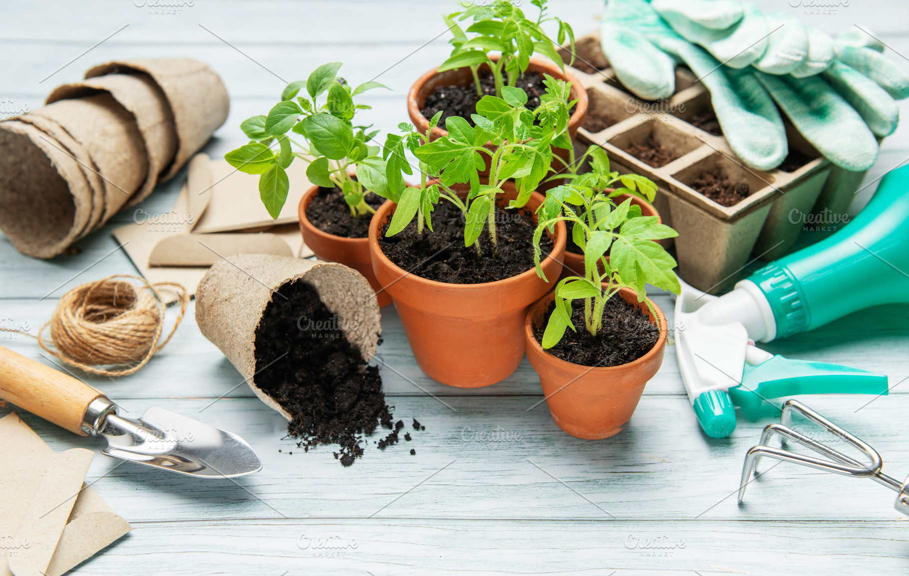 Young tomato plants growing in terracotta pots, gardening tools, a Food & Drink Photo by Olena Rudo