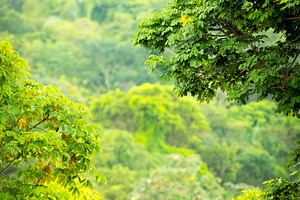 Green Jungle Views Mexico, a Nature Photo by THP Creative