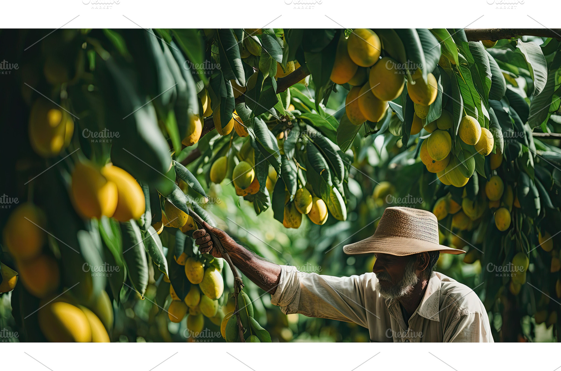 climbing tree mango fruit ai, a Nature Photo by pikepicture