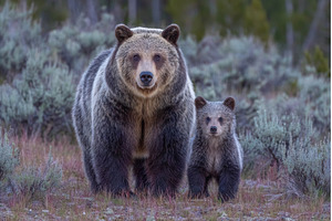 A mother grizzly bear and her cub, an Animal Photo by ZinetroN