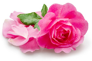 Opened pink rose or Bulgarian rose covered with water drops and, a Food & Drink Photo by Volff