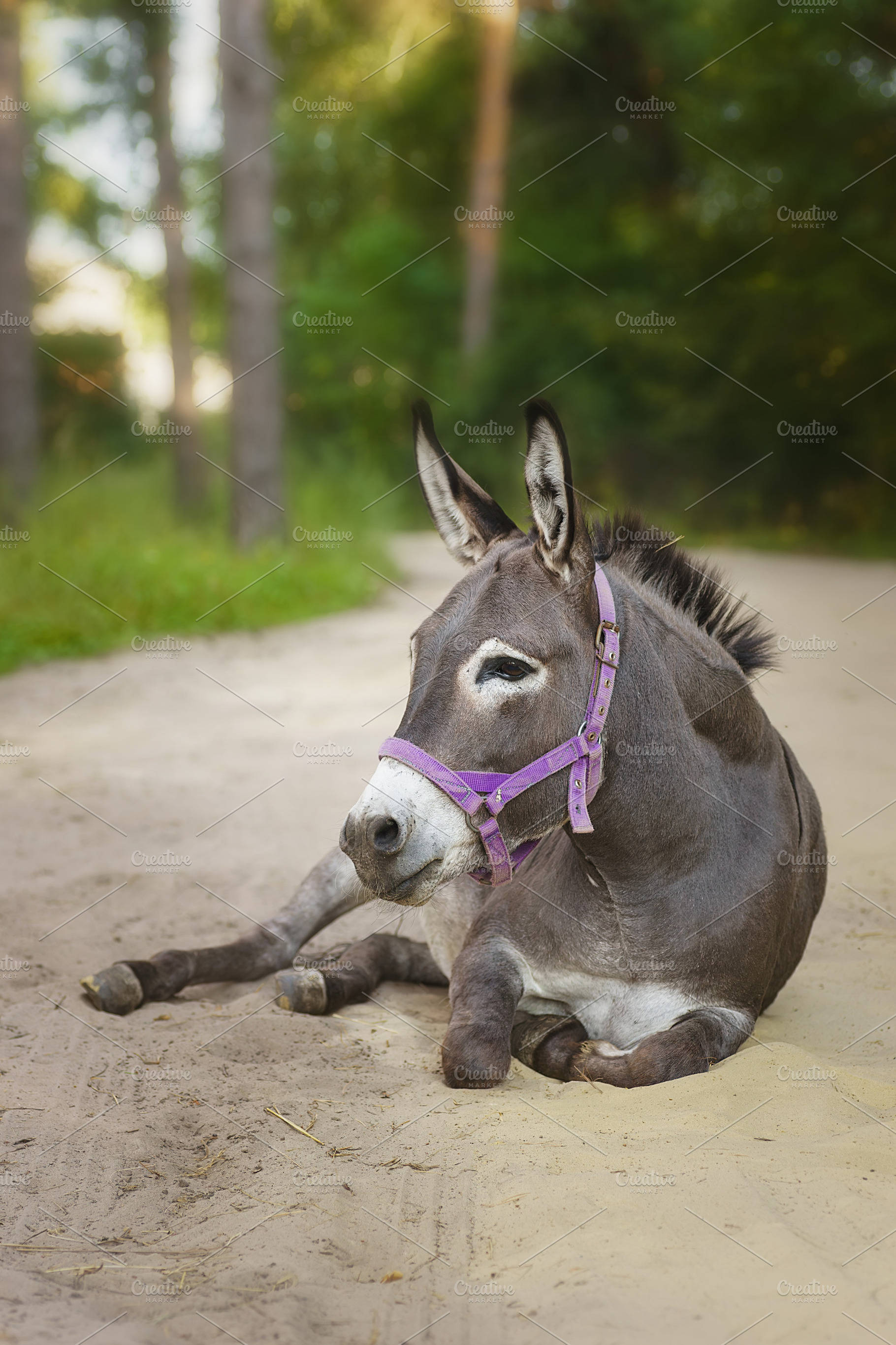 Domestic donkey going for a walk in, an Animal Photo by AlexBush