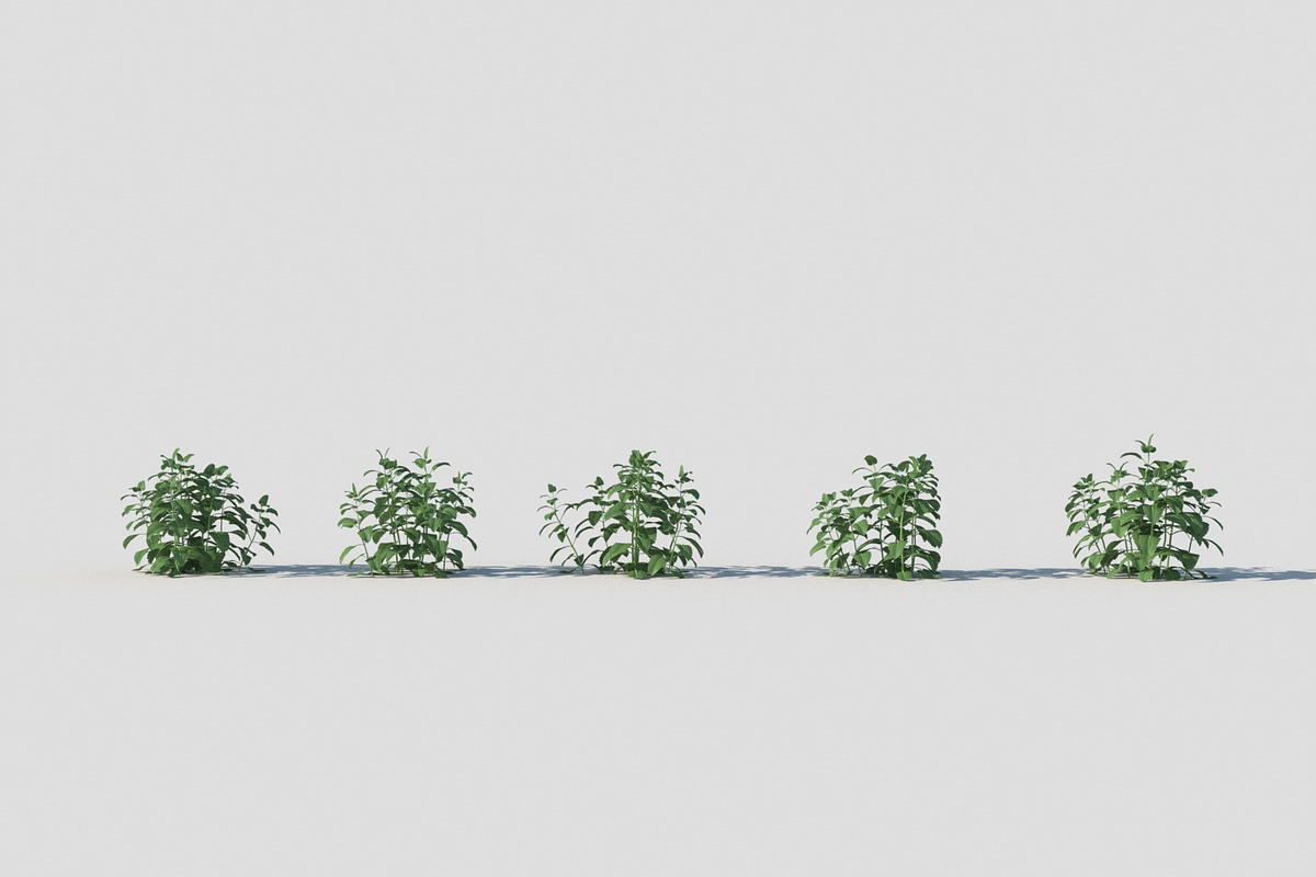 Melissa officinalis, an Environmental 3D Model by happy brush (Photo 2 of 8)