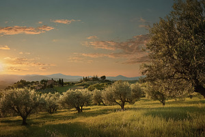 Tuscany olive grove at sunset showing a traditional farmhouse on, a Photo by Studio ANNA