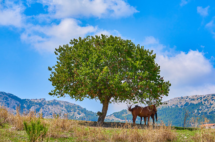 Horses hide in shadow of tree, a Photo by Kira Yan