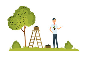 Farmer harvesting olives flat vector, an Object Illustration by the8monkey