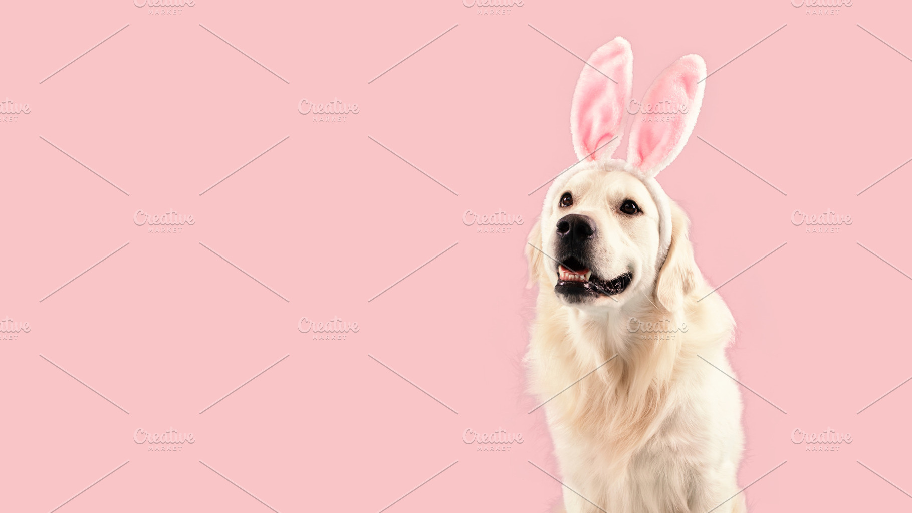 Happy cute golden retriever dog wearing bunny ears, looking aside at copy space, a Photo by Prostock-Studio