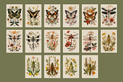 Insects | Vintage posters, a Graphic by katieromanoff_art (Thumbnail 10 of 12)
