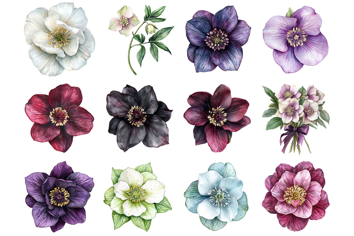Watercolor Hellebore Clipart, a Seasonal Illustration by Design Market