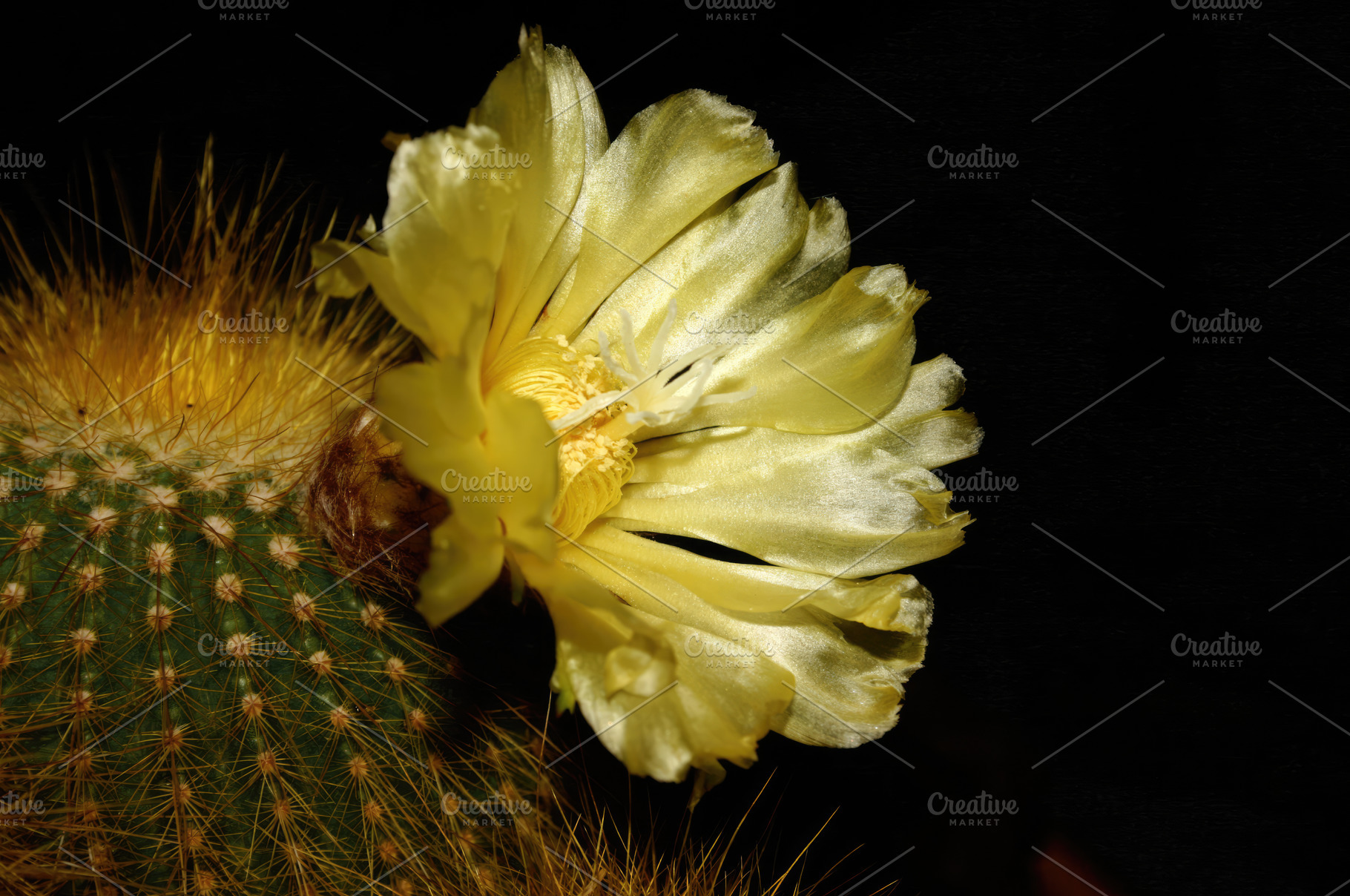 Yellow flower blooming on a Parodia cactus at night, an Abstract Photo by Antonio Gravante Market