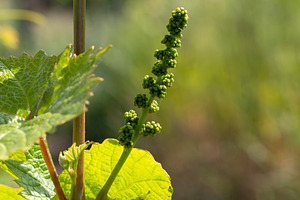 Young inflorescence of grapes growing in vineyard during springtime, a Nature Photo by Antonio Gravante Market