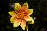 Flower & Garden Collection 15 photos, a Nature Photo by Silent Nature (Thumbnail 13 of 14)