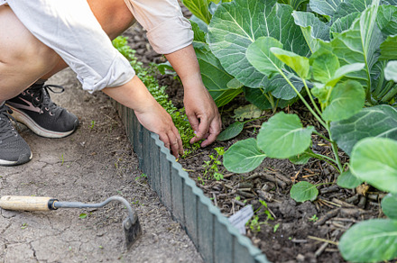 Gardener weeding vegetable garden patch