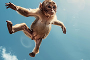116 Flying animals, an Animal Photo by Handmadefont (Thumbnail 89 of 119)