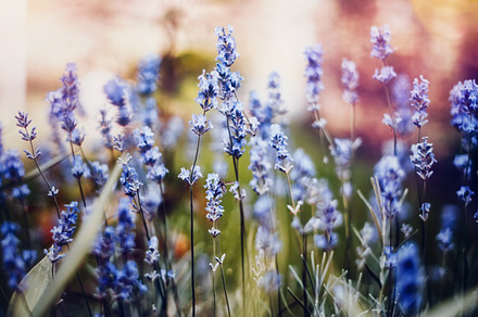 Close up lavender colorful mood