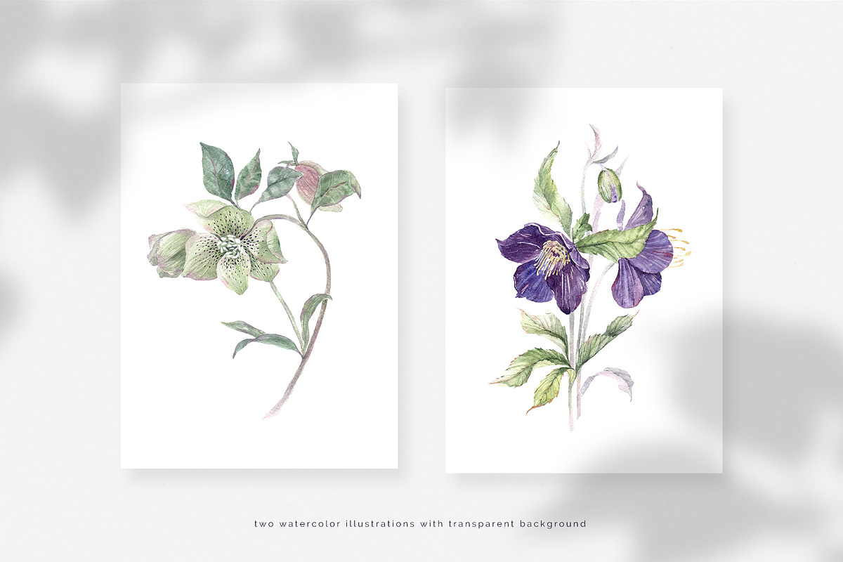 Hellebore. Pencil and watercolor, an Illustration by Tilling (Photo 3 of 6)