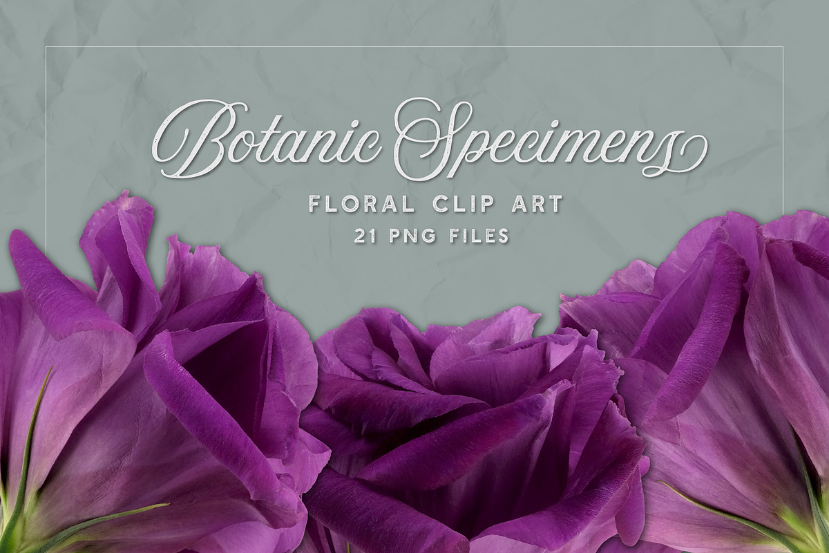 Lisianthus Blooms Realistic Flowers, an Object Graphic by Turning Moss (Photo 2 of 8)