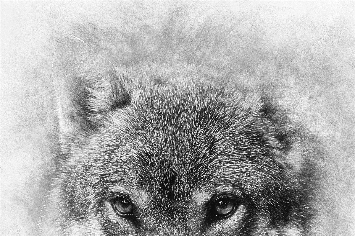 Sketch Photoshop Action, an Action Add-On by Sevenstyles (Photo 9 of 22)
