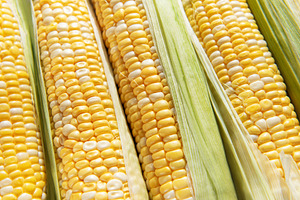 Fresh sweet corn cobs showing yellow kernels, a Food & Drink Photo by Olena Rudo
