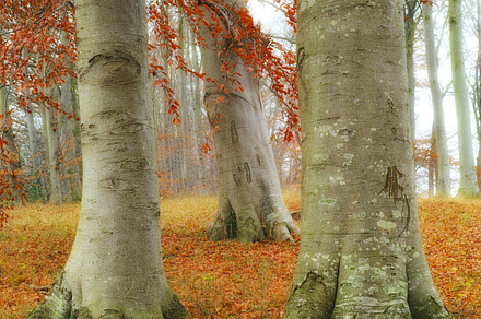 Autumn in the forest, a Photo by Peopleimages.com